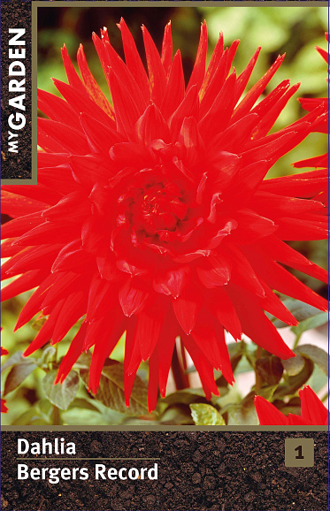 Георгина кактусовая Бергерс Рекорд