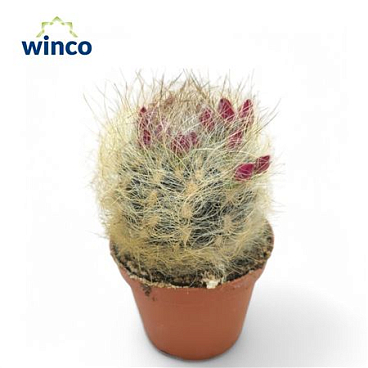 Неопортерия Сенилис (цветущая)