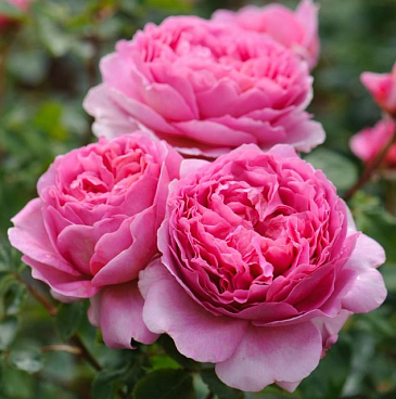 Роза парковая Принцесс Александра Ов Кент