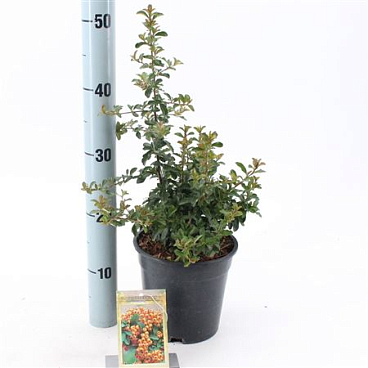 Pyracantha Teton