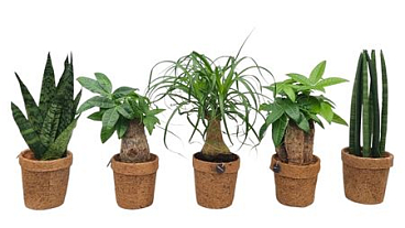 Kokopot Groen Mix 13 Cm 3 Soorten