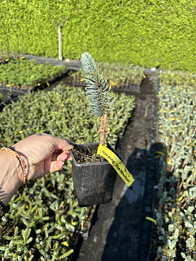 Ель колючая Блю Маунтейн