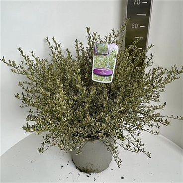 Ceanothus Impressus Cool Blue