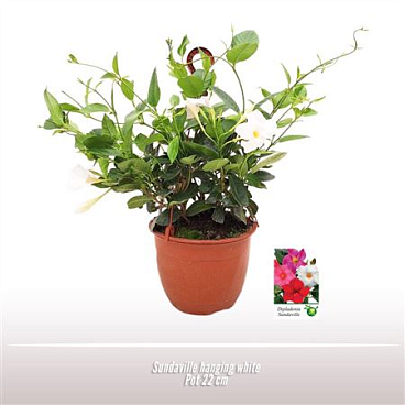 Mandevilla Sundaville Pyramid Bicolor