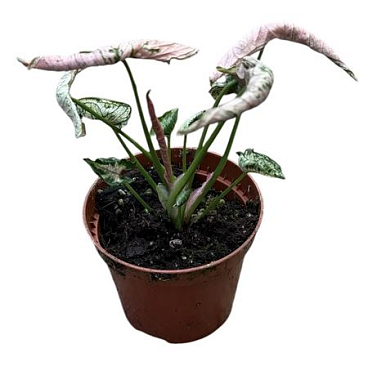 Syngonium Pink Rolli
