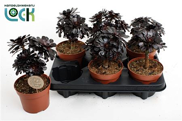 Aeonium Nigrum