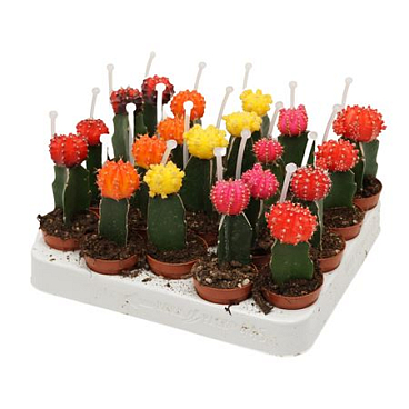 Gymnocalycium Mix + Picker
