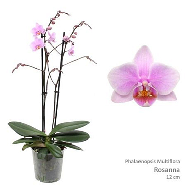 Phal Multi 2st Rosanna 30+ (pannekoek)
