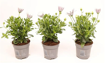 Osteospermum White