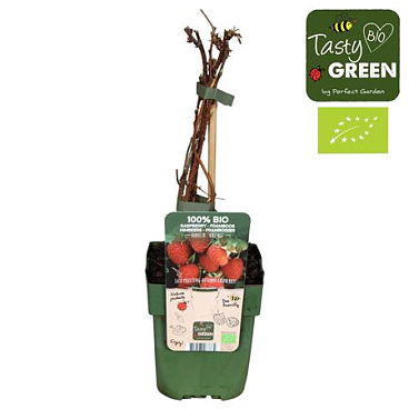 Rubus Idaeus Heritage Bio