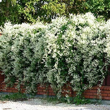 Фаллопия (Горец Вьющийся) ауберта в тубе