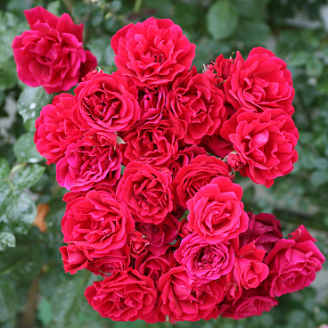 Роза плетистая Симпати в тубе