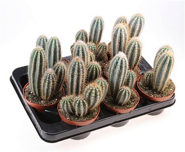Pilosocereus Braunii