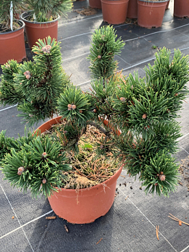 Сосна горная Якобсен