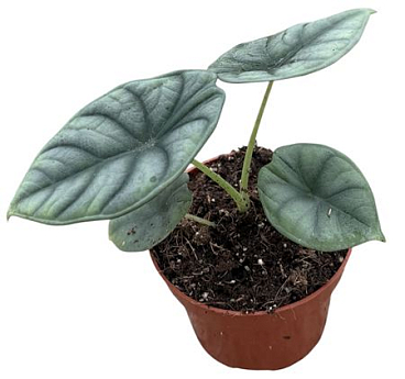 Alocasia Nebula