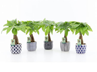 Pachira Aquatica Twisted Stem In Delft Blue Cerami