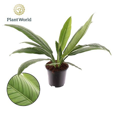 Philodendron Campiii