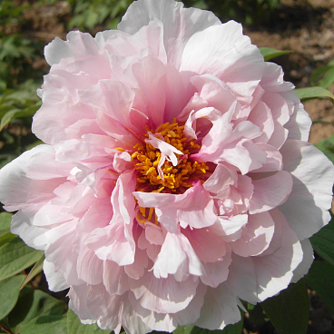 Пион древовидный Персик Под Снегом в тубе