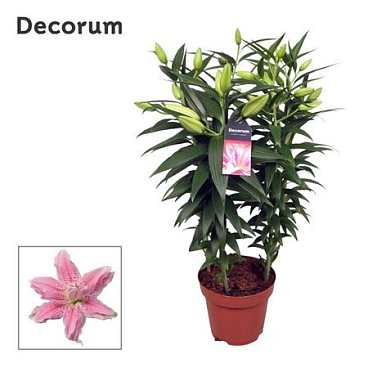 Lilium Or Roselily Azra (decorum)
