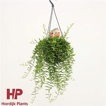 Aeschynanthus Green Star