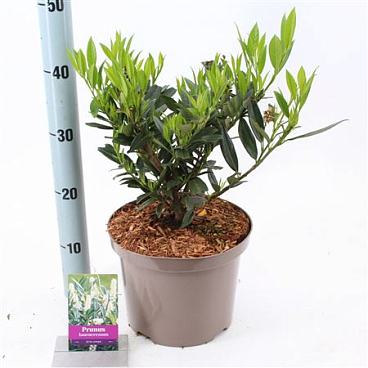 Prunus Laur Otto Luyken