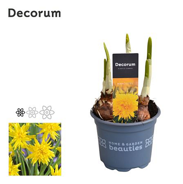 Narcissus Rip Van Winkle (decorum)