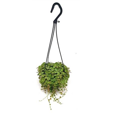 Peperomia String Of Turtle
