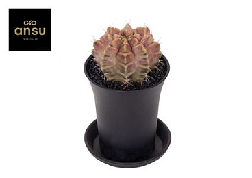 Gymno Cactus Purple Nebula