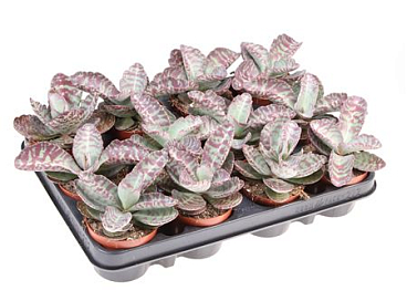 Kalanchoe Humilis Zebra