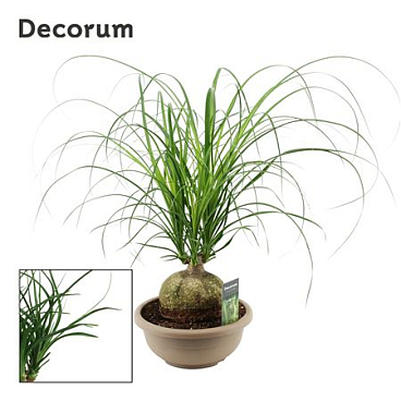 Beaucarnea Bol (decorum)