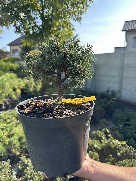 Сосна горная Хейнис Триумф