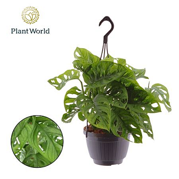 Monstera Obliqua Monkey Leaf Hangpot
