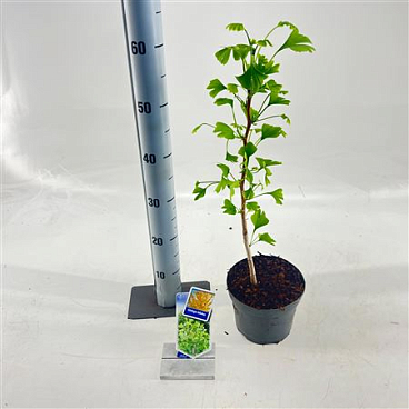 Ginkgo Biloba