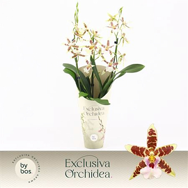 Cambria 3st White Renaissance Exclusiva Orchidea P
