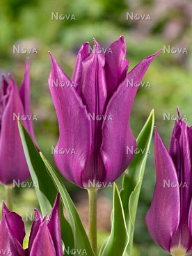 Тюльпан лилиецветный Пёрпл Дрим | Оптовая цветочная компания «Флора Групп» Тюльпан лилиецветный Пёрпл Дрим