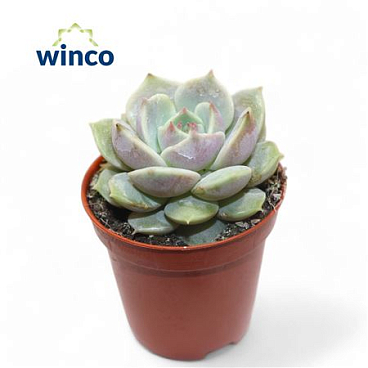 Echeveria Lola