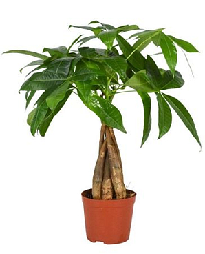 Pachira Twisted Stem