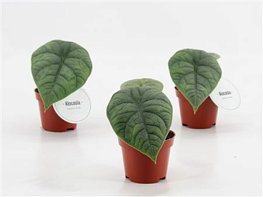 Alocasia Maharani
