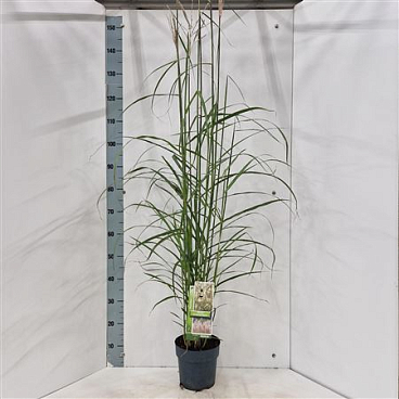 Miscanthus Sin Dronning Ingrid