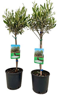 Olea On Stem