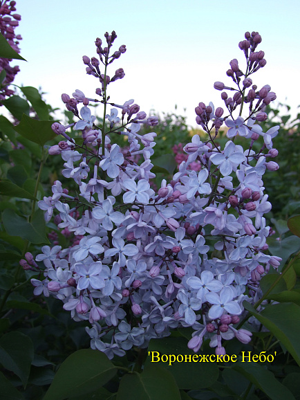 Сирень гиацинтовая Воронежское Небо