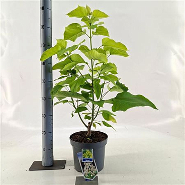 Catalpa Bignon Aurea