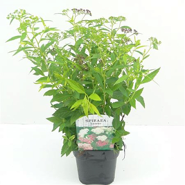 Spiraea Jap Genpei