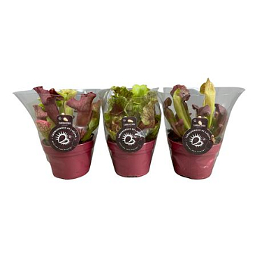 Sarracenia Mix In Transparante Floracup