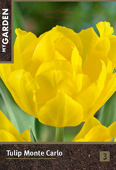 Тюльпан махровый ранний Монте Карло