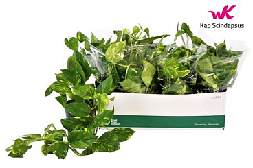 Epipremnum Aureum No Hangpot