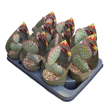 Opuntia Macrocentra Potcover
