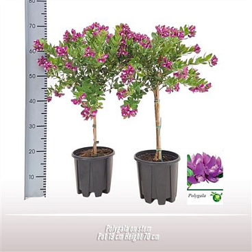 Polygala On Stem