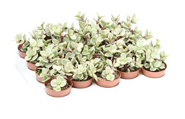 Portulacaria Afra Follis