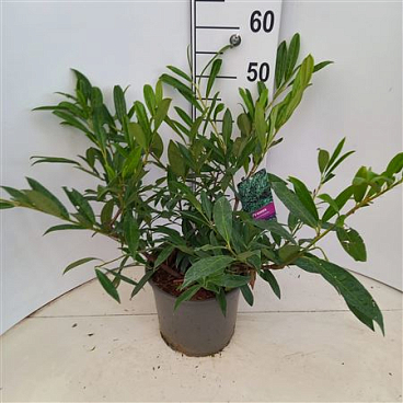 Prunus Laur Zabeliana